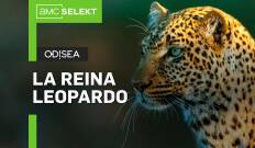 La reina leopardo