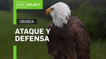 Ataque y defensa