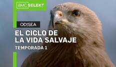 El ciclo de la vida salvaje