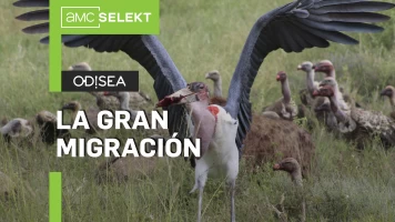 La gran migración