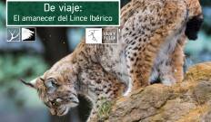 De viaje: el amanecer del Lince ibérico