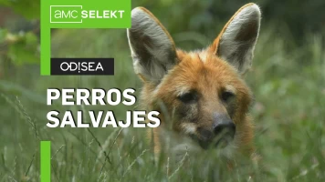 Perros salvajes