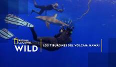 Los tiburones del volcán: Hawái