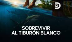 Sobrevivir al tiburón blanco