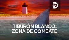 La encrucijada del tiburón blanco