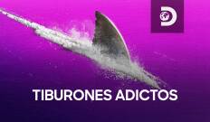 Tiburones adictos