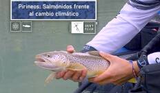 Pirineos: salmónidos frente al cambio climático