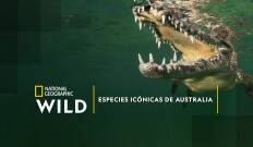 Especies icónicas de Australia