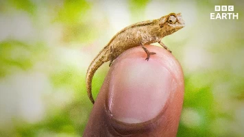 Animales súper pequeños