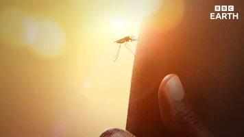 La batalla contra la malaria