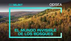El mundo invisible de los bosques
