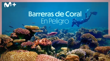 Barreras de coral en peligro