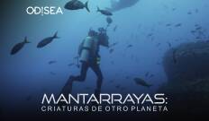 Mantarrayas: criaturas de otro planeta