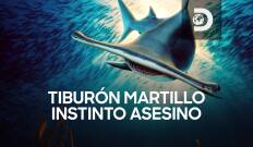 Tiburón martillo: la leyenda de Sunken