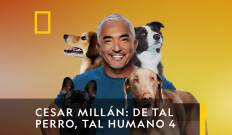 César Millán: De tal perro, tal humano