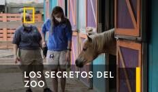 Los Secretos del Zoo