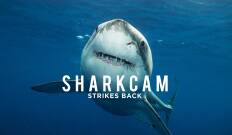 Sharkcam: Mejores momentos