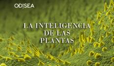 La inteligencia de las plantas