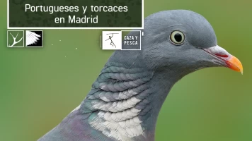 Portugueses y torcaces en Madrid