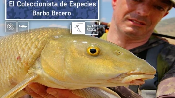 El coleccionista de especies: Barbo becero