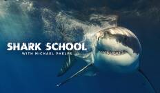 Escuela de tiburones con Michael Phelps