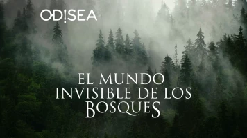 El mundo invisible de los bosques