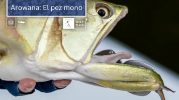 Arowana: el pez mono