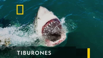 Tiburones