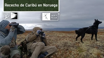 Rececho de Caribú en Noruega