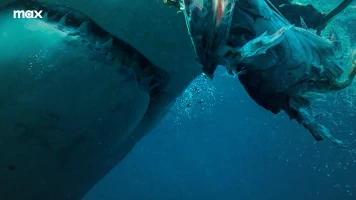 Tiburón blanco, asesino en serie