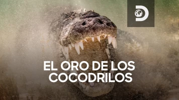 El oro de los cocodrilos