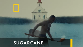 Sugarcane