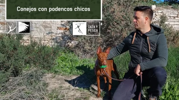 Conejos con podenco chico