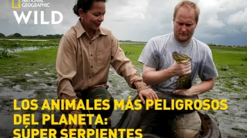 Los animales más peligrosos del planeta: súper serpientes