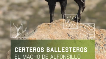 Certeros ballesteros: El macho de Alfonsillo