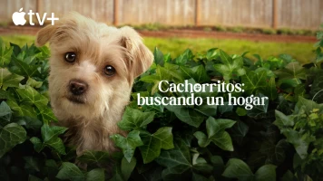 Cachorritos: buscando un hogar