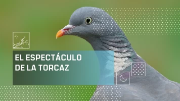 El espectaculo de la Torcaz