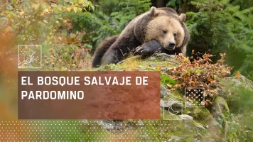 El bosque salvaje de Pardomino