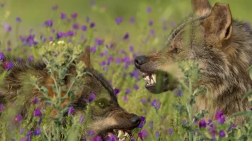 Barbacana, la huella del lobo