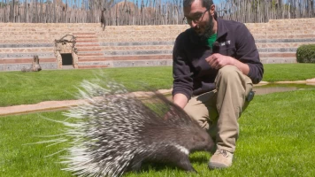 Animalades, un món bestial