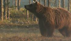 Una Hermandad De Osos: En Los Bosques De Escandinavia