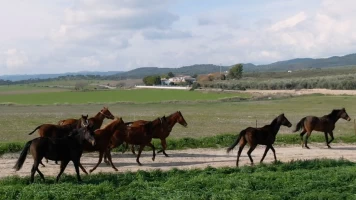 Todo caballo