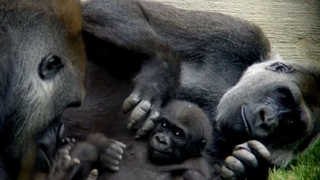 Crónicas del zoo