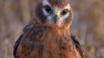 Aguilucha, el espíritu indomable de una especie amenazada