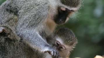 Mamás del reino animal