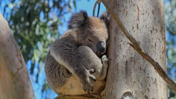 La Vida Secreta De Los Koalas