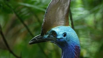 El pájaro dinosaurio