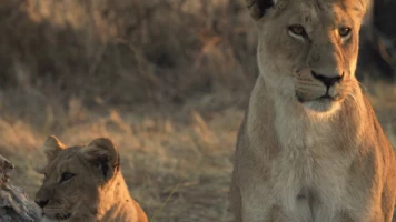 Hermanos leones: de cachorros a reyes