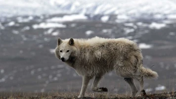 Lobos blancos: Fantasmas del Ártico