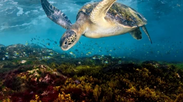 Mediterráneo: un mar en peligro